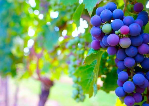 10 Best Vineyards in the Philippines