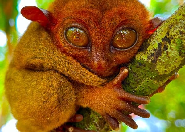 10 Best Unusual Animals in the Philippines