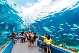 Ocean Park Cebu Discount