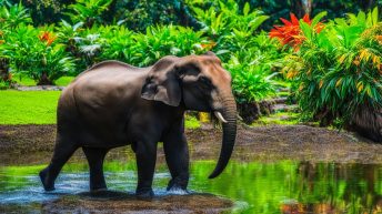 Albay Park and Wildlife, Legazpi