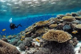 Anda Linawan Marine Sanctuary, bohol philippines