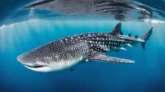 Bohol Whale Shark Interaction Tour Half Day