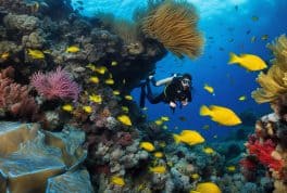 Discover Scuba Diving by WaterColors