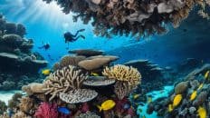 Divinubo Coral Reef, samar philippines
