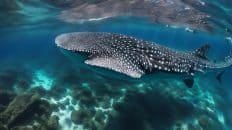 Dumaguete Oslob Whaleshark Tour (Negros Island)