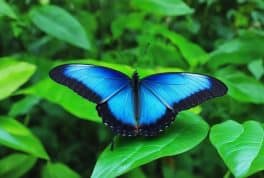 Jumalon Butterfly Sanctuary, cebu philippines