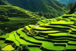 Mayoyao Rice Terraces, Ifugao