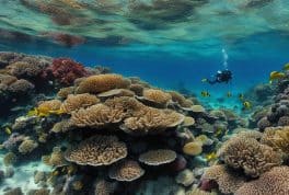 Snorkeling in Danjugan Island (Cauayan, Negros Occidental)