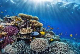 Tabuelan Marine Sanctuary, cebu philippines