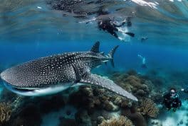 Whale Shark Scuba Diving in Oslob