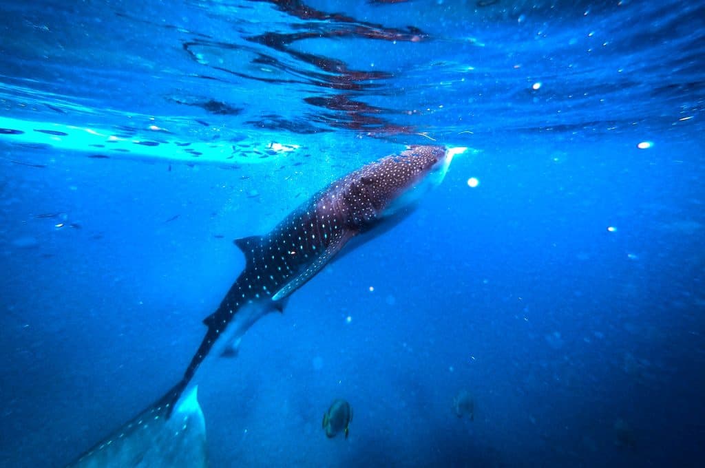 Ultimate Guide to Cebu City - Pinay Wise