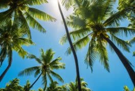 Coconut Palm Forest, Pilar, Siargao Philippines