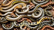 Common House Snakes In The Philippines