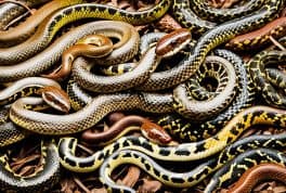 Common House Snakes In The Philippines