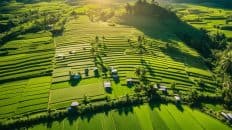 Farm In The Philippines