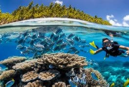 Freediving Tour at Napaling Reef and the Sardines