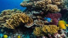 Gorgeous 5-Dive Moalboal Reef Package with PADI 5 Star Dive Resort