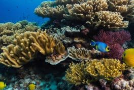 Gorgeous 5-Dive Moalboal Reef Package with PADI 5 Star Dive Resort