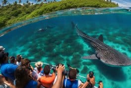 Oslob Whale Shark Encounter Join In Day Tour from Dumaguete