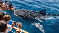 Oslob Whale Shark Watching Experience in Cebu
