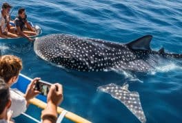Oslob Whale Shark Watching Experience in Cebu