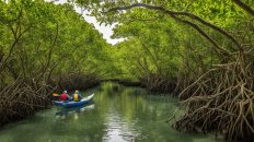 Pawa Mangrove Eco Park, Masbate