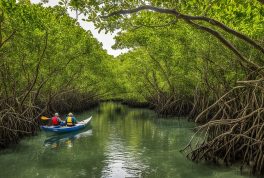 Pawa Mangrove Eco Park, Masbate