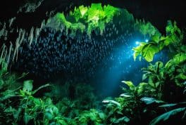 Samal Island's Monfort Bat Cave, Mindanao