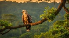 Samar Island Wildlife Sanctuary, samar philippines