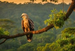 Samar Island Wildlife Sanctuary, samar philippines