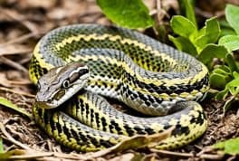 Snakes In The Philippines