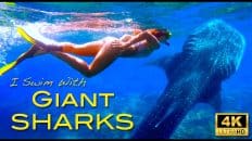 4K Swim With Whale Sharks in Oslob Cebu Philippines Philippines Travel Vlog Digital Nomad Adventure Video