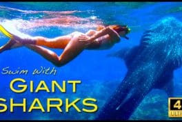 4K Swim With Whale Sharks in Oslob Cebu Philippines Philippines Travel Vlog Digital Nomad Adventure Video