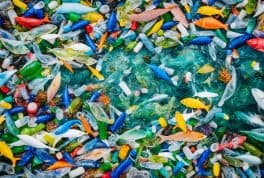 Plastic Pollution In The Philippines