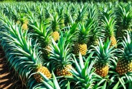 Sal's Pineapple Plantation, Leyte