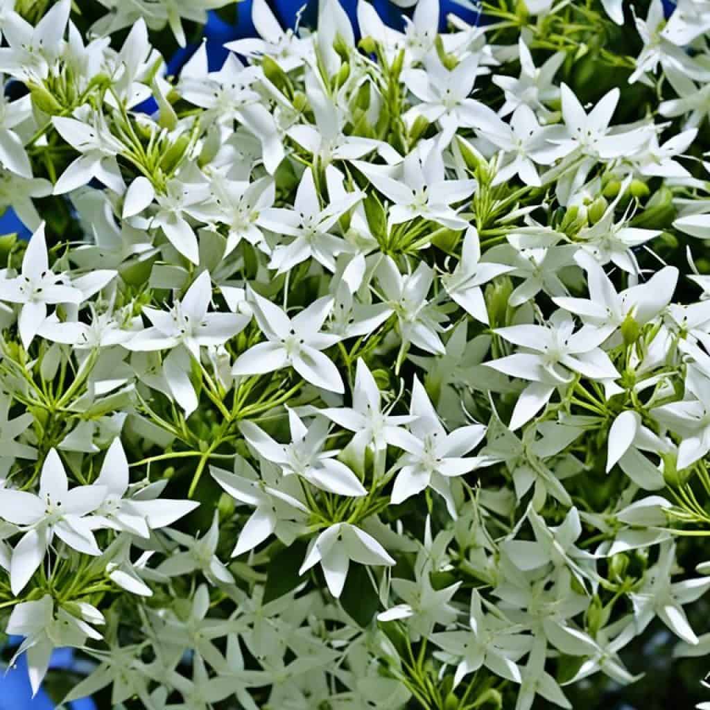 Star-shaped white flowers of the Dita tree