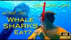 WHAT DO WHALE SHARKS EAT Swimming With Whale Sharks in Oslob Cebu Philippines we look at their Diet Video