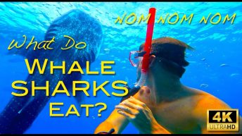 WHAT DO WHALE SHARKS EAT Swimming With Whale Sharks in Oslob Cebu Philippines we look at their Diet Video