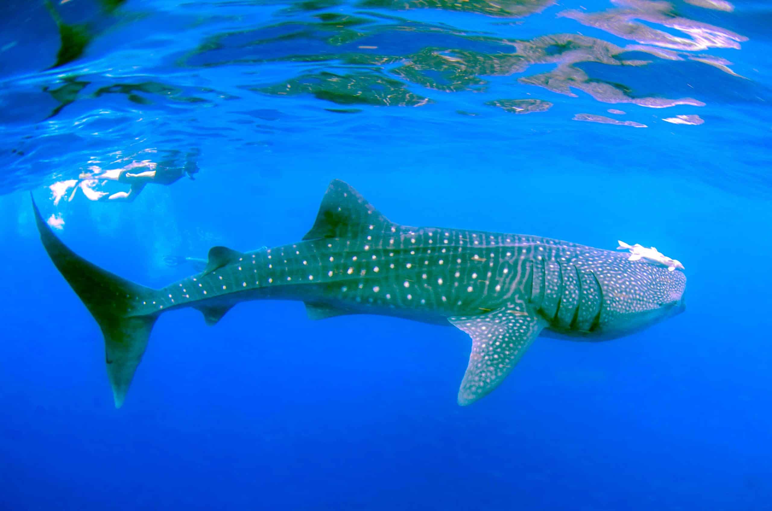 Can I Swim With Whale Sharks