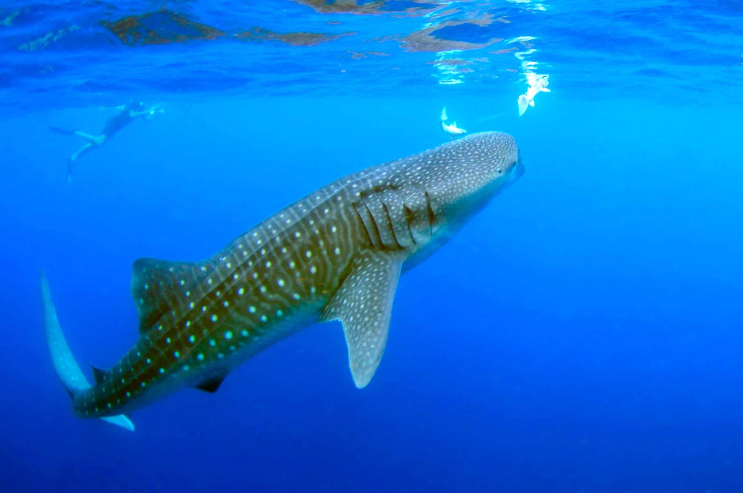 Where Can I Swim With Whale Sharks