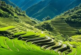 Antique Rice Terraces, Panay Philippines