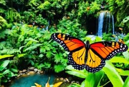 Butterfly Sanctuary in Boac, Marinduque