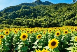 Guimaras Sunflower Garden, Guimaras