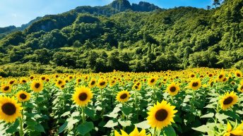 Guimaras Sunflower Garden, Guimaras