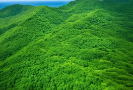 Marinduque Reforestation Project, Marinduque