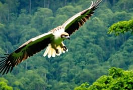 Philippine Eagle Center, Davao City, Mindanao