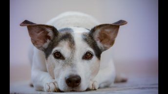 Philippine Four Legged Beggars for the Win Video