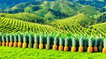 Pineapple Capital Of The Philippines