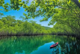 San Jose Mangrove Forest, Mindoro Philippines