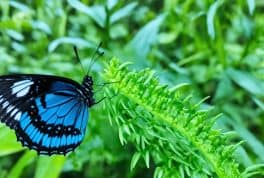 The Marinduque Island Butterfly Sanctuary, Marinduque